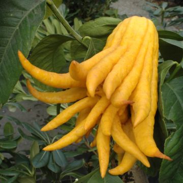 CEDRO DIGITATO. (Citrus medica var. “Digitata”) - 9AG15-