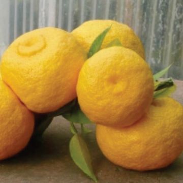 LIMONE YUZU - 9AG19-