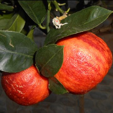 LIMONE ARCOBAL (C. Meyer X C. Sinensis doppio sanguigno) - 9AG23-