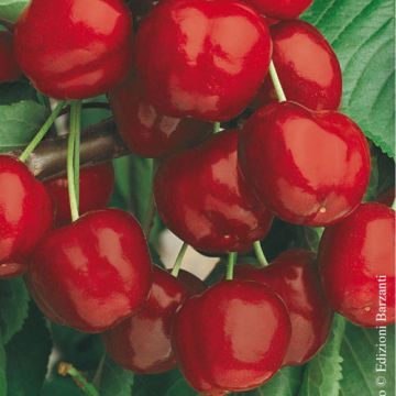 CILIEGIO DURONE NERO DI VIGNOLA III - 9FC19-