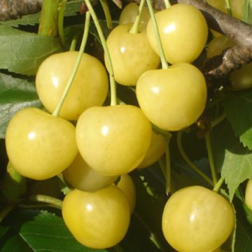 CILIEGIO BIANCO CILIEGIA LIMONA - 9FC46-