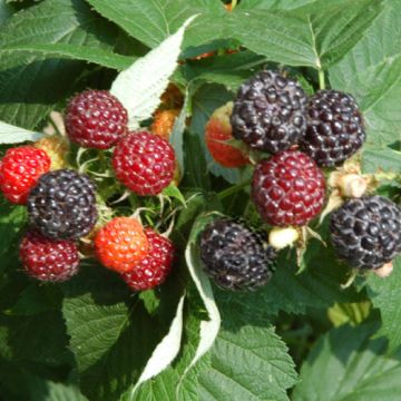 LAMPONE NERO RUBUS OCCIDENTALIS - 9FL01-