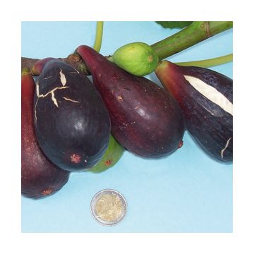 FICO PIOMBINESE - 9FO61-