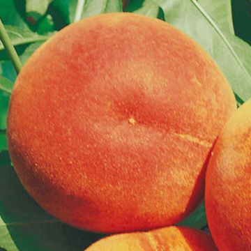PESCO PERCOCA SETTEMBRINA - 9FP56-