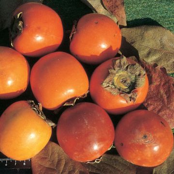 KAKI VANIGLIA - 9FR26-