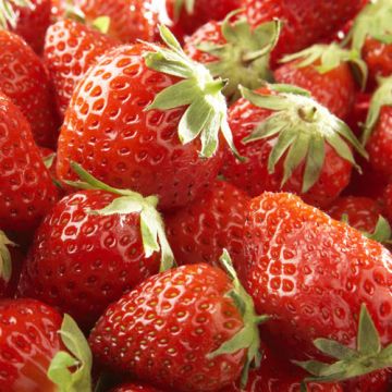 FRAGOLE A RADICE NUDA MARA DE BOIS - 9FR30-