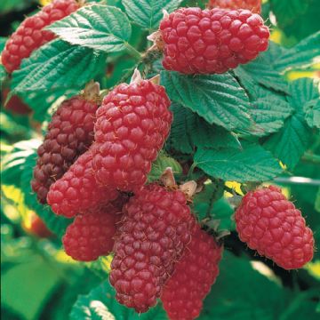 LAMPO MORA ‘TAYBERRY’ - 9FR48-