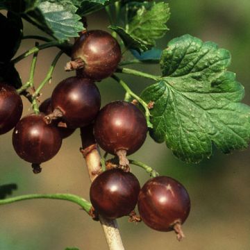 RIBES JOSTA - 9FR66-
