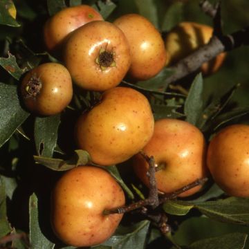 AZZERUOLO BIANCO D'ITALIA (Crataegus azarolus) - 9FA96-