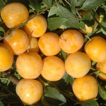 SUSINO SHIRO (Goccia d'oro) - 9FS35-