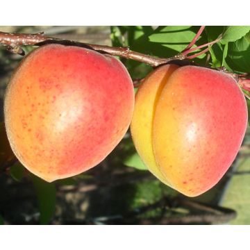 ALBICOCCO PISANA - 9FA10-