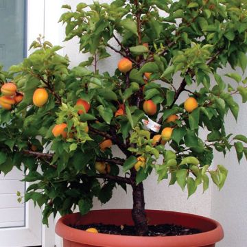 ALBICOCCO NANO - 9FA40-