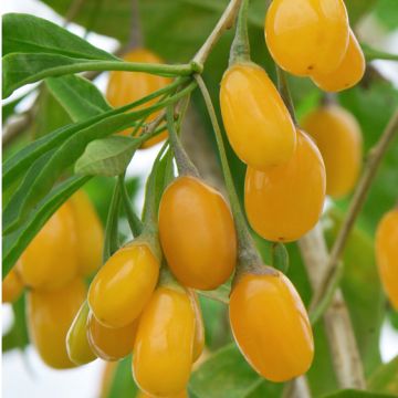 GOJI AMBER - 9FA64-
