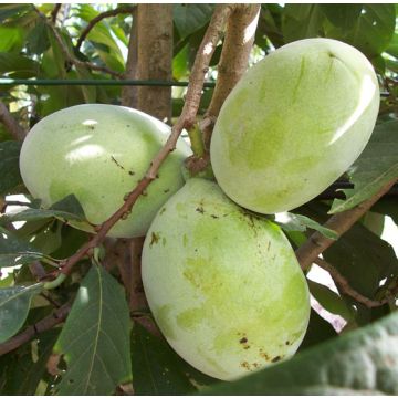 ASIMINA TRILOBA PRIMA 1216 - 9FA70-