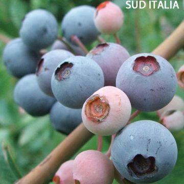 MIRTILLO POWDER BLUE Vaccinium Ashei - 9FA93-