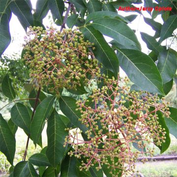 EVODIA TETRADIUM DANIELLII (albero del miele) - 9FA99-