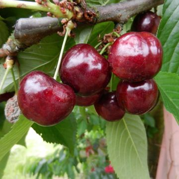 CILIEGIO CELESTE (Sumpaca) - 9FC15-