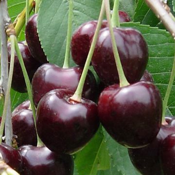 CILIEGIO DURONE KORDIA - 9FC18-