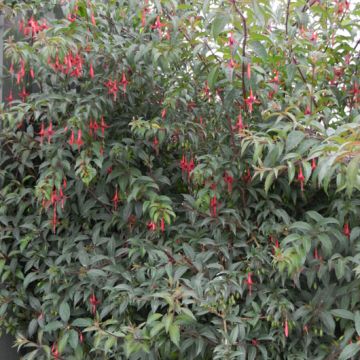 FUCSIA REGIA REITZII Autofertile - 9FE02-