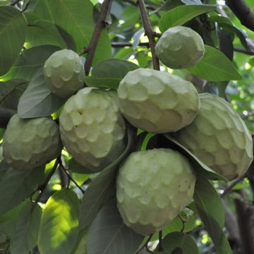 ANNONA CHERIMOLA FINO DE JETE - 9FE03-