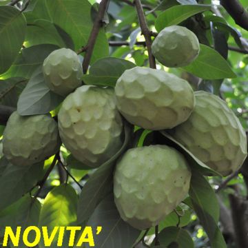 Annona Cherimola Fino de Jete - 9FE03-