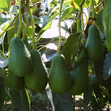 AVOCADO FUERTE - 9FE04-