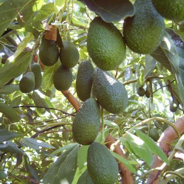 AVOCADO HASS - 9FE05-
