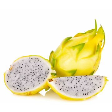 PITAYA GIALLA POLPA BIANCA - 9FE12-