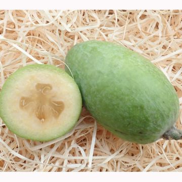 FEIJOA SELLOWIANA APOLLO - 9FE32-