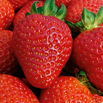 Fragola San Andreas a radice nuda - pianta rifiorente in vaso