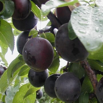 APRISALI Autofertile Frutto Interspecifico - 9FI10-