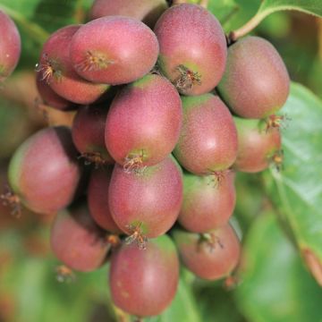 KIWI ARGUTA ANANASNAYA (Sin. ANNA ) - 9FK03-