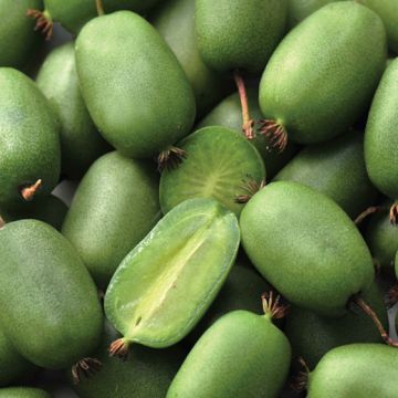 KIWI ARGUTA VITIKIWI AUTOFERTILE - 9FK06-