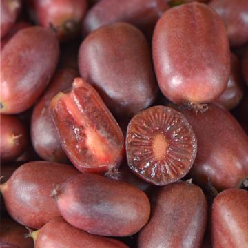 KIWI ARGUTA SCARLET SEPTEMBER - 9FK09-