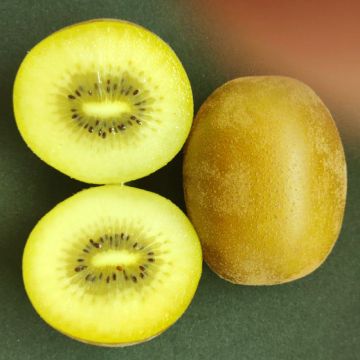 KIWI GIALLO - 9FK18-