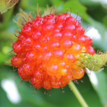 LAMPONE SALMONBERRY PACIFIC ROSE - 9FL16-