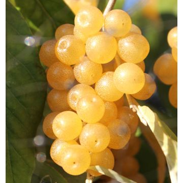 GOUMI FORTUNELLA-Elaeagnus umbellata - 9FL30-
