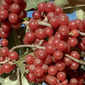 GOUMI AMOROSO -Elaeagnus umbellata - 9FL31-