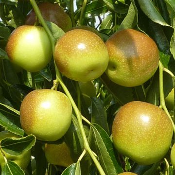 DONGZAO Self-fertile JUJUBE - 9FL42-