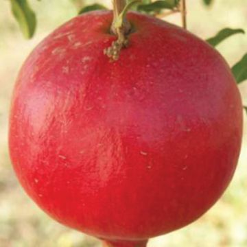 MELOGRANO PARFIANKA Autofertile - 9FL61-