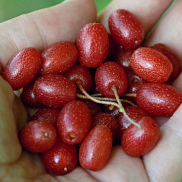 ELEAGNUS MULTIFLORA (Il vero Goumi del Giappone) - 9FL70-
