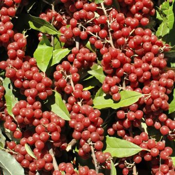 GOUMI SWEET'N'SOUR Eleagnus umbellata - 9FL71-