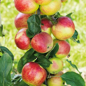 MELO CAMPANINO Antica varietà - 9FM04-