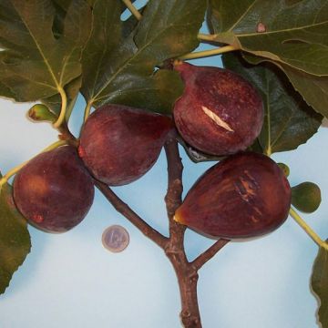 FICO ROSSO DI TRANI - 9FO09-
