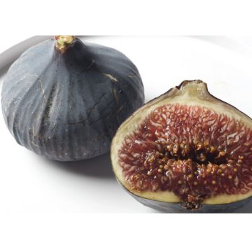 FICO BOURJASSOTTE (Violette de Solliès) - 9FO12-