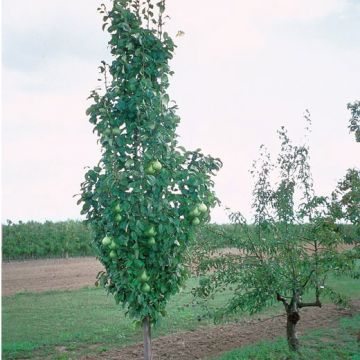 PERO COLONNARE OBELISK - 9FP00-