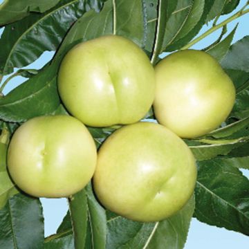 PESCO NOCE BIANCO (Sbergio Bianco) - 9FP76-