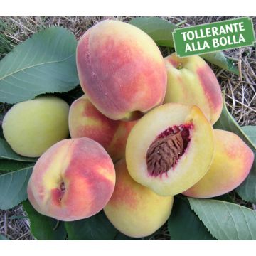 PESCO REGINELLA II ( Pesca spaccatella) - 9FP79-