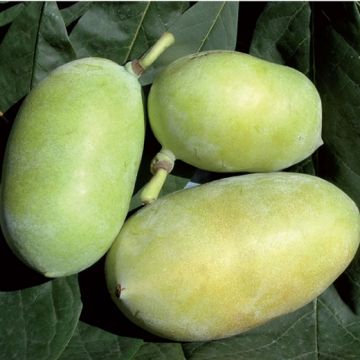 ASIMINA TRILOBA SUNFLOWER (d'innesto) - 9FR01-