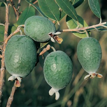 FEIJOA SELLOWIANA COOLIDGE - 9FR09-
